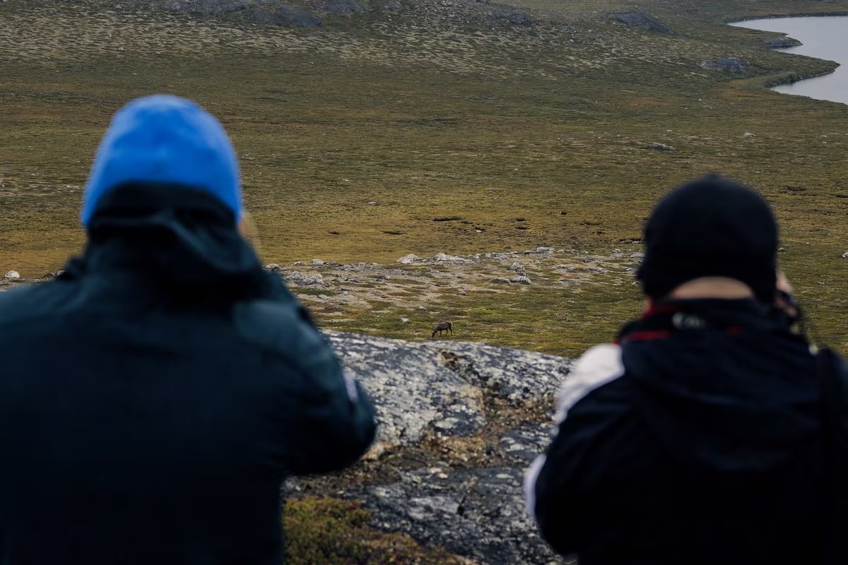 Two people in jackets watching a lone reindeer grazing on a rocky grassy plain.