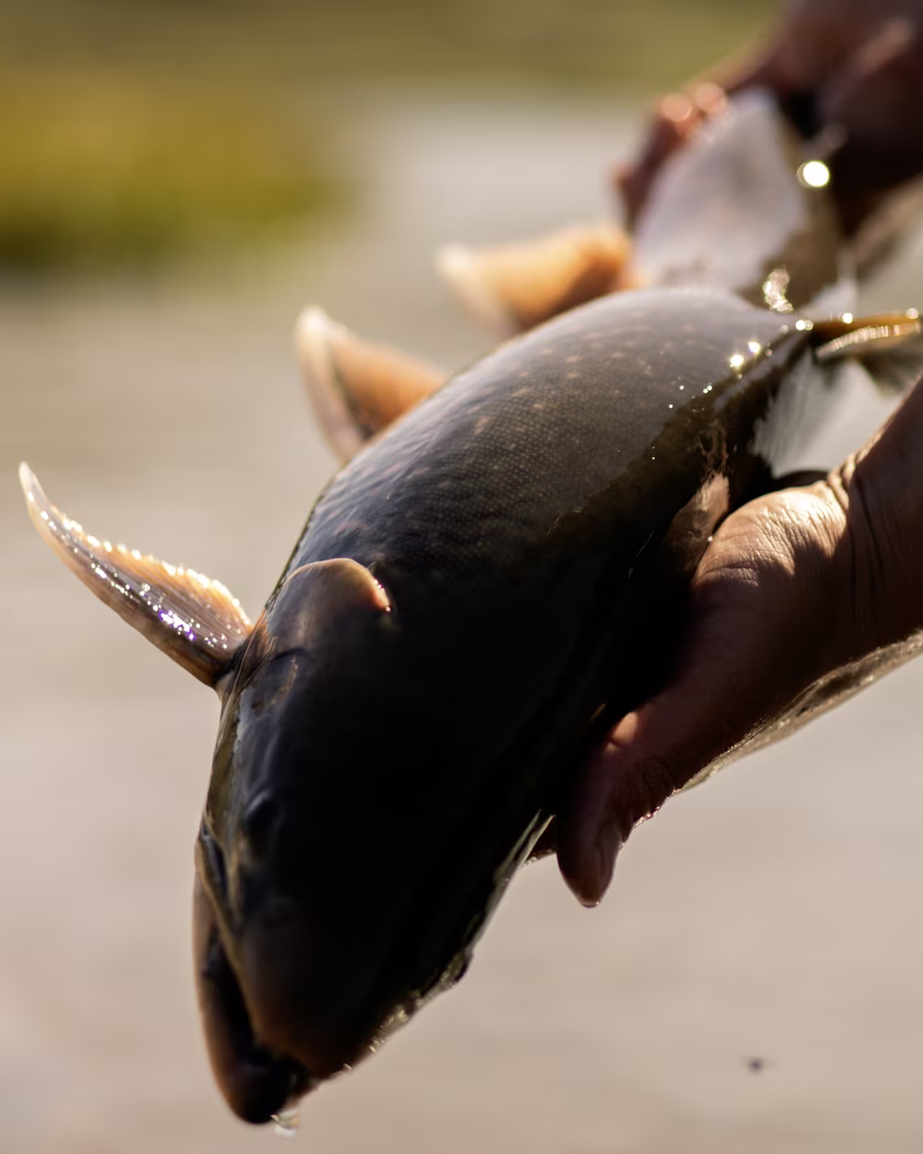 Close-up of hands holding a wet fish with shiny scales and visible fins.