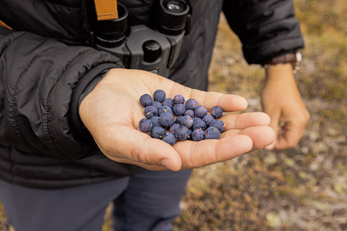 Person holding a handful of small blue berries outdoors while wearing a black jacket and binoculars.