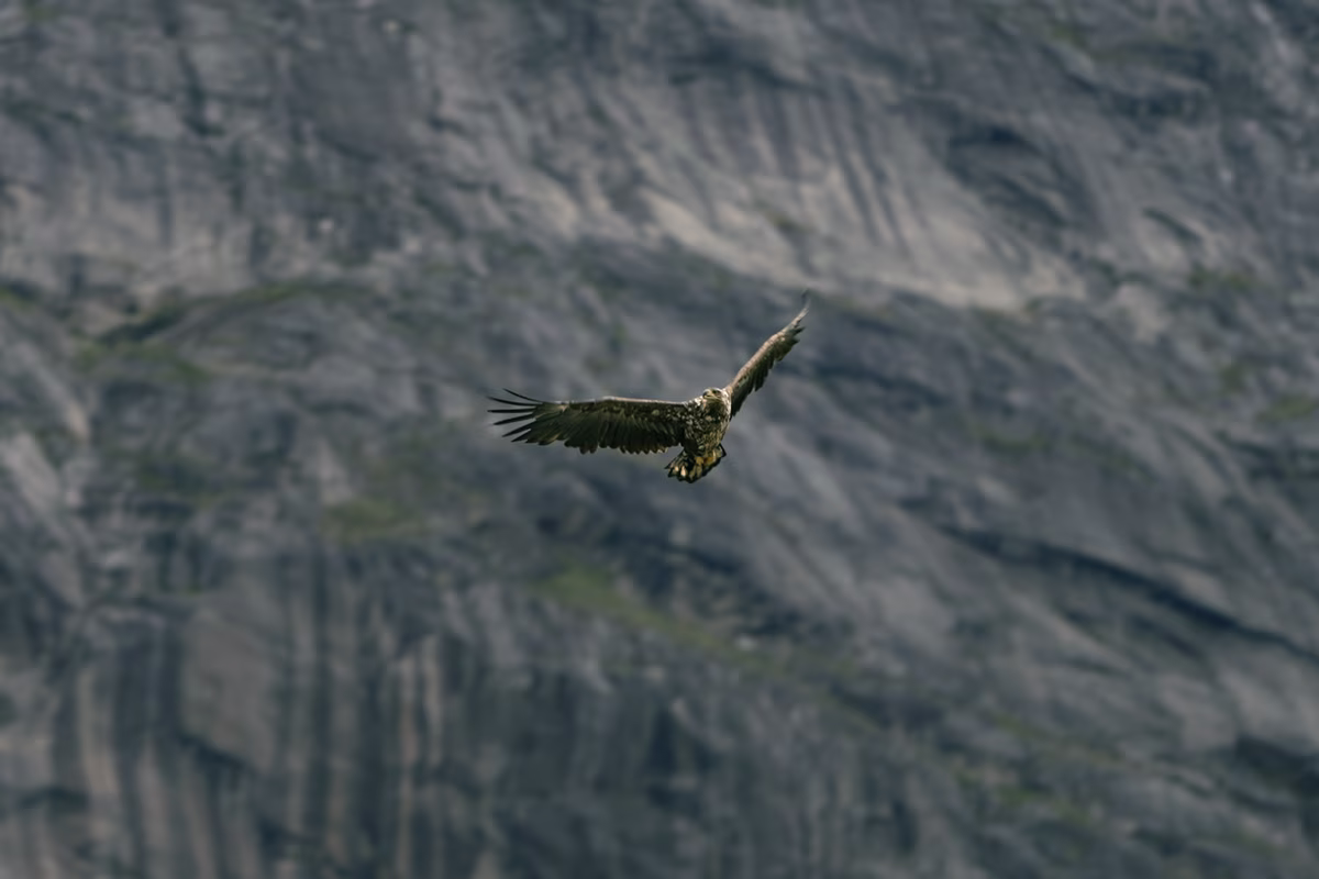 Eagle soaring with wings spread wide against a rocky mountain backdrop.