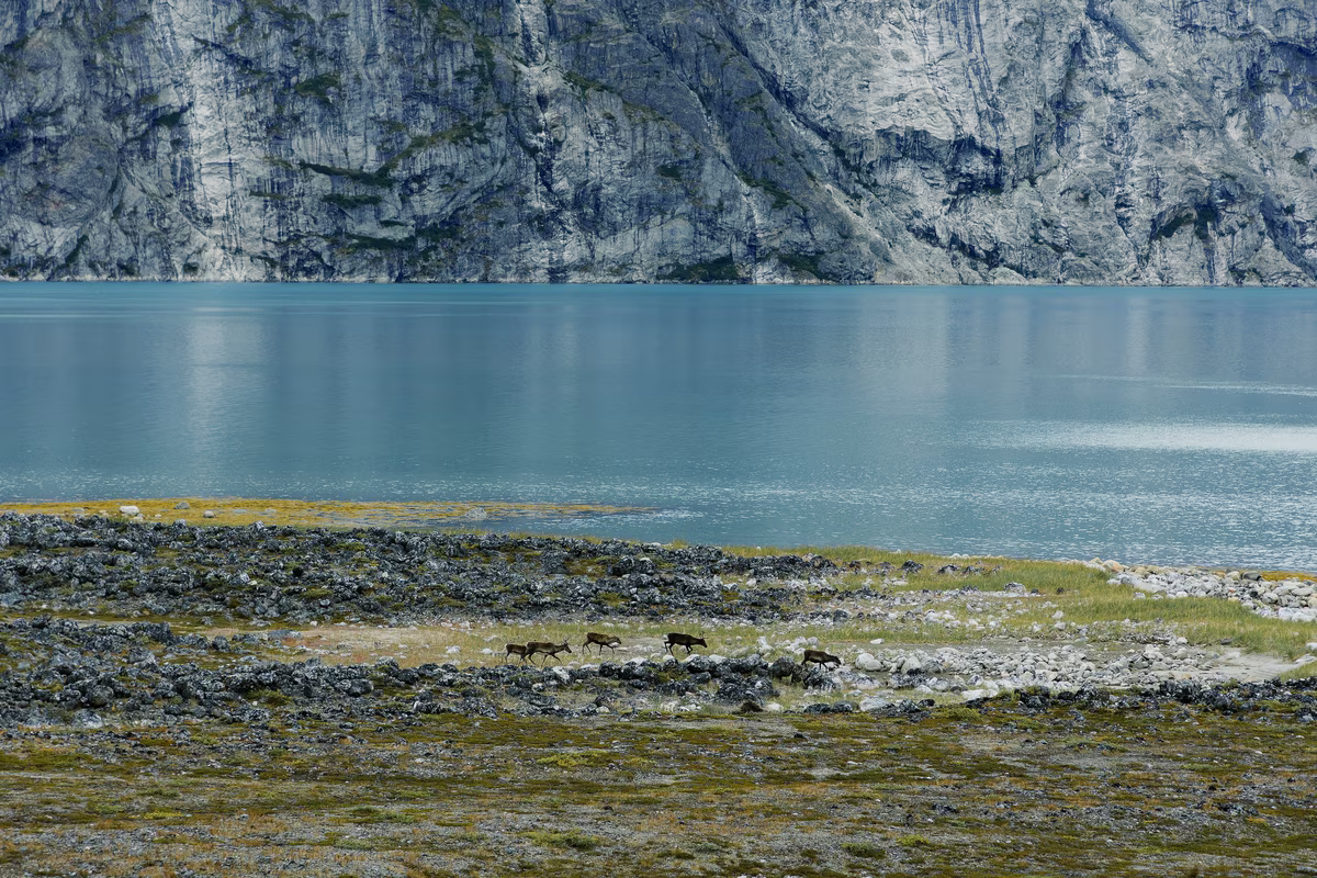 Four small caribou walking on rocky tundra near a calm blue lake with cliffs in the background.