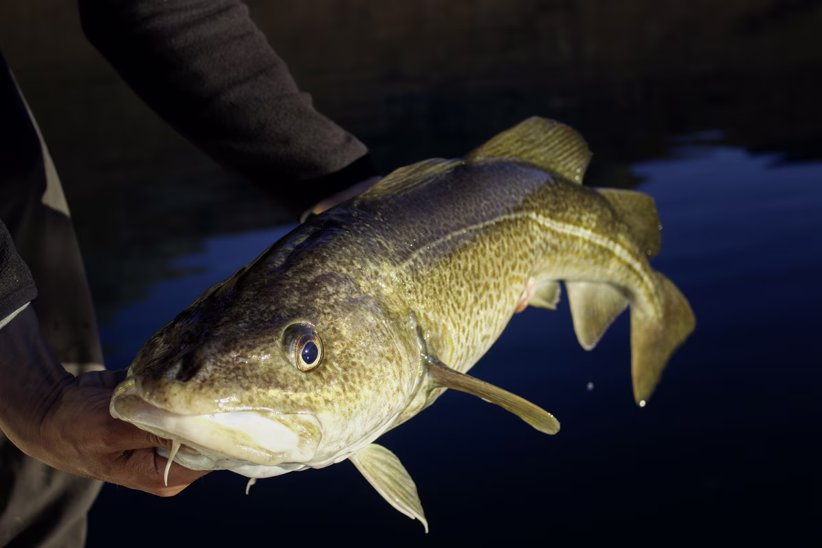 Close-up of hands holding a large mottled brown fish over dark water.