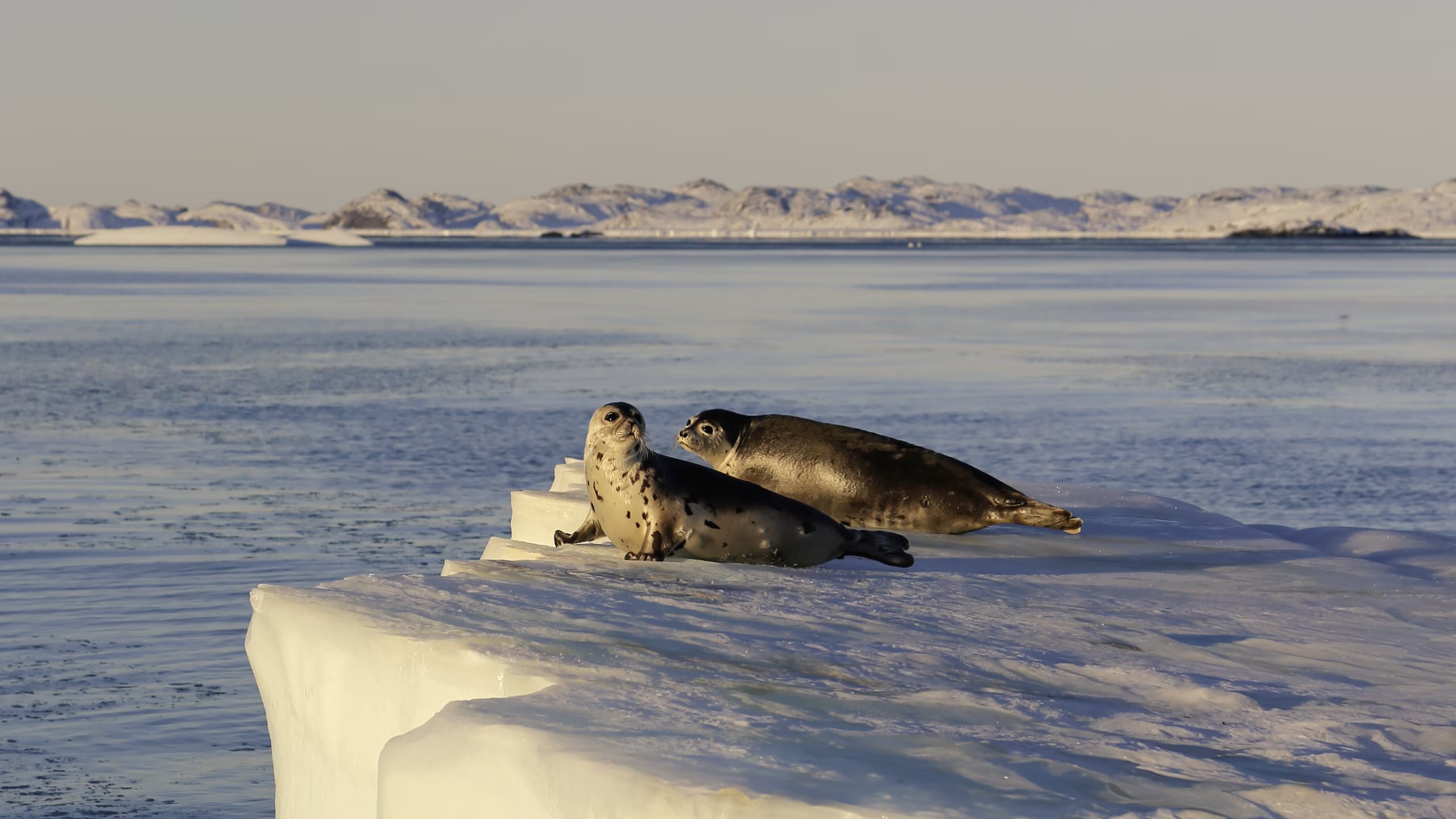 Two seals resting on a flat ice floe surrounded by calm water and snow-covered hills in the distance.