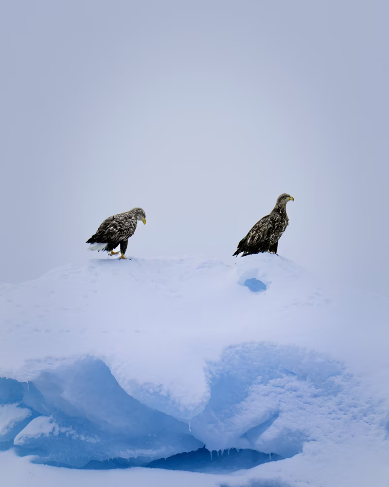 Two eagles perched on a snow-covered iceberg against a pale blue sky.