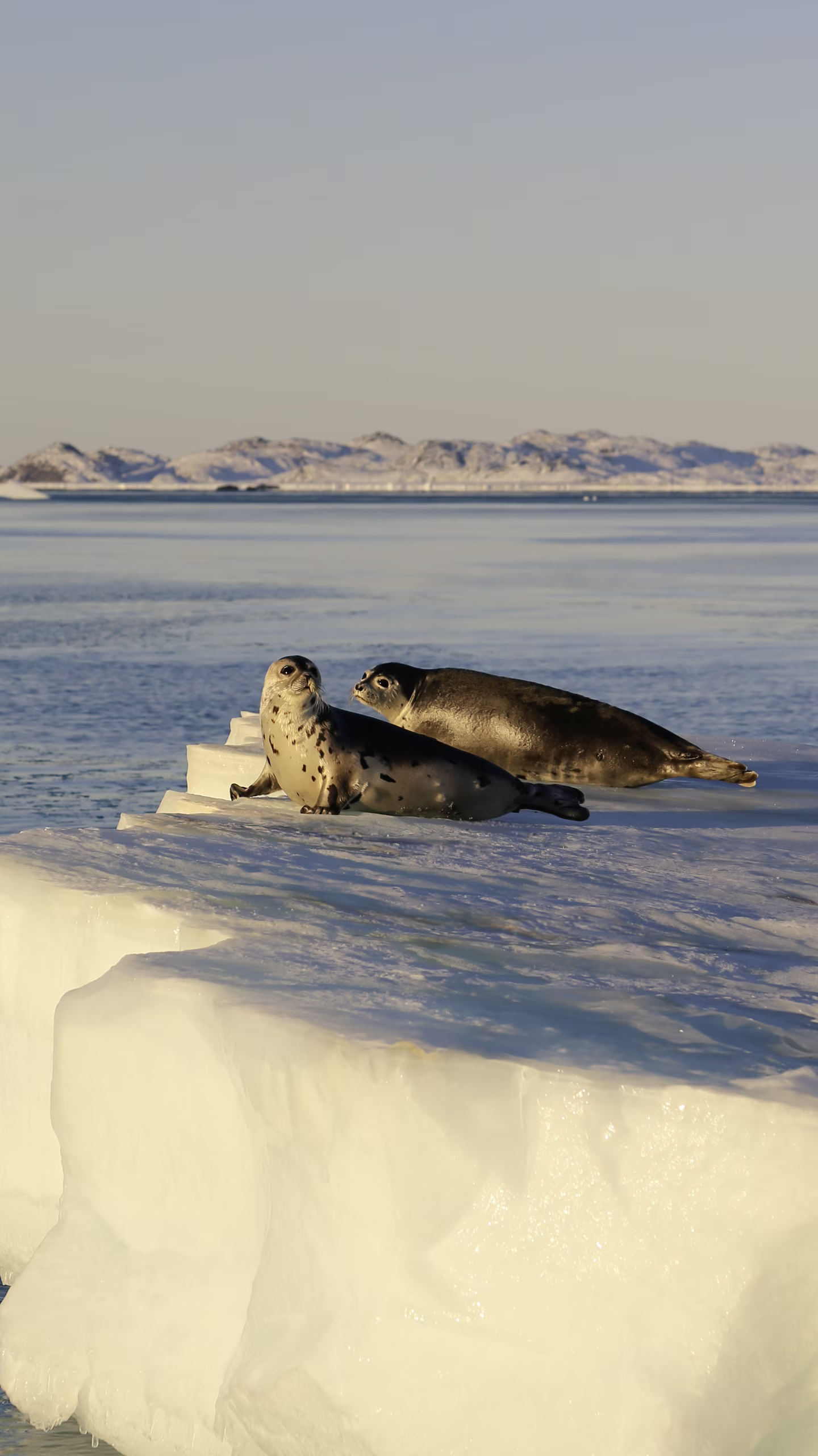 Two seals resting on a floating ice block on calm icy water with snowy mountains in background.