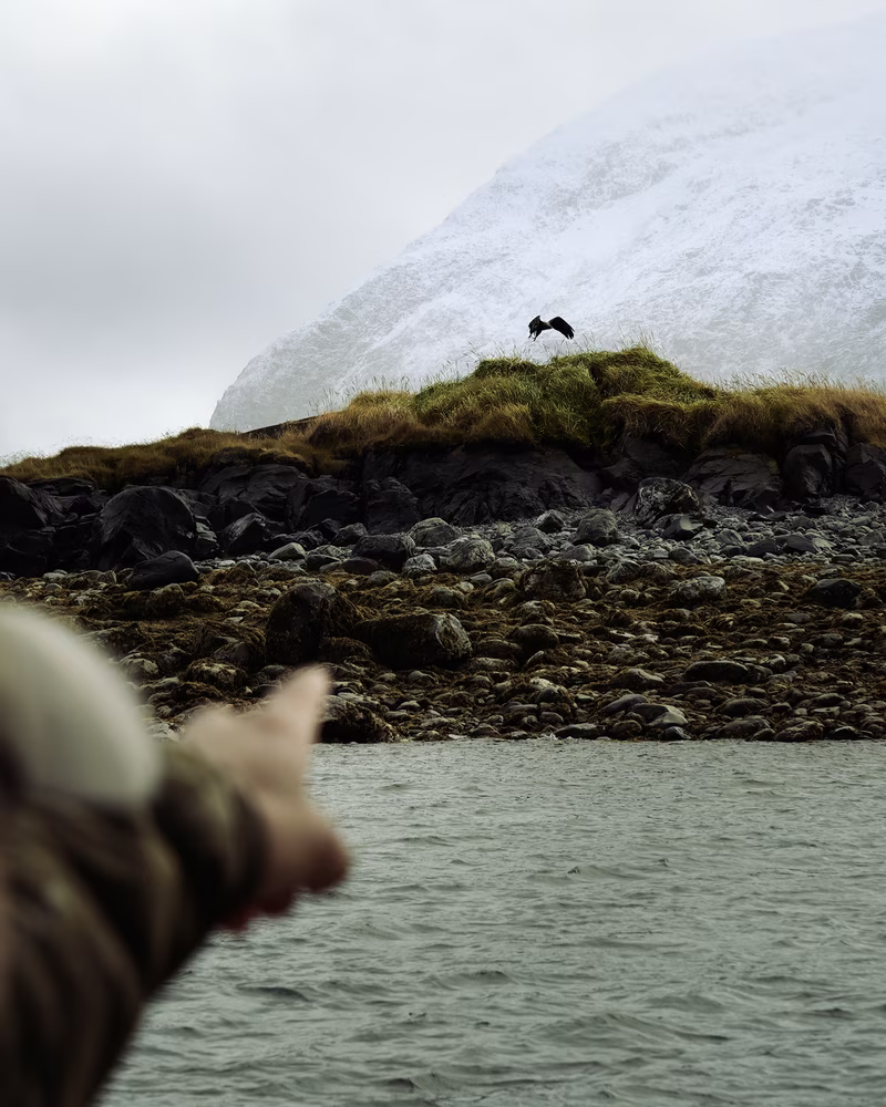 Person pointing toward a bird landing on a grassy rocky shoreline with a snowy mountain in the background.
