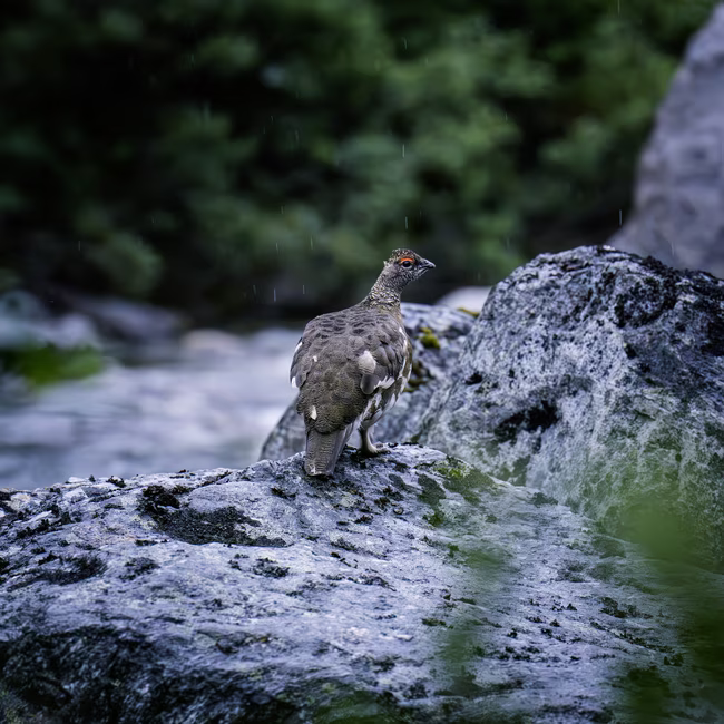 Bird standing on a large rock with a blurred forest background and light rain falling.