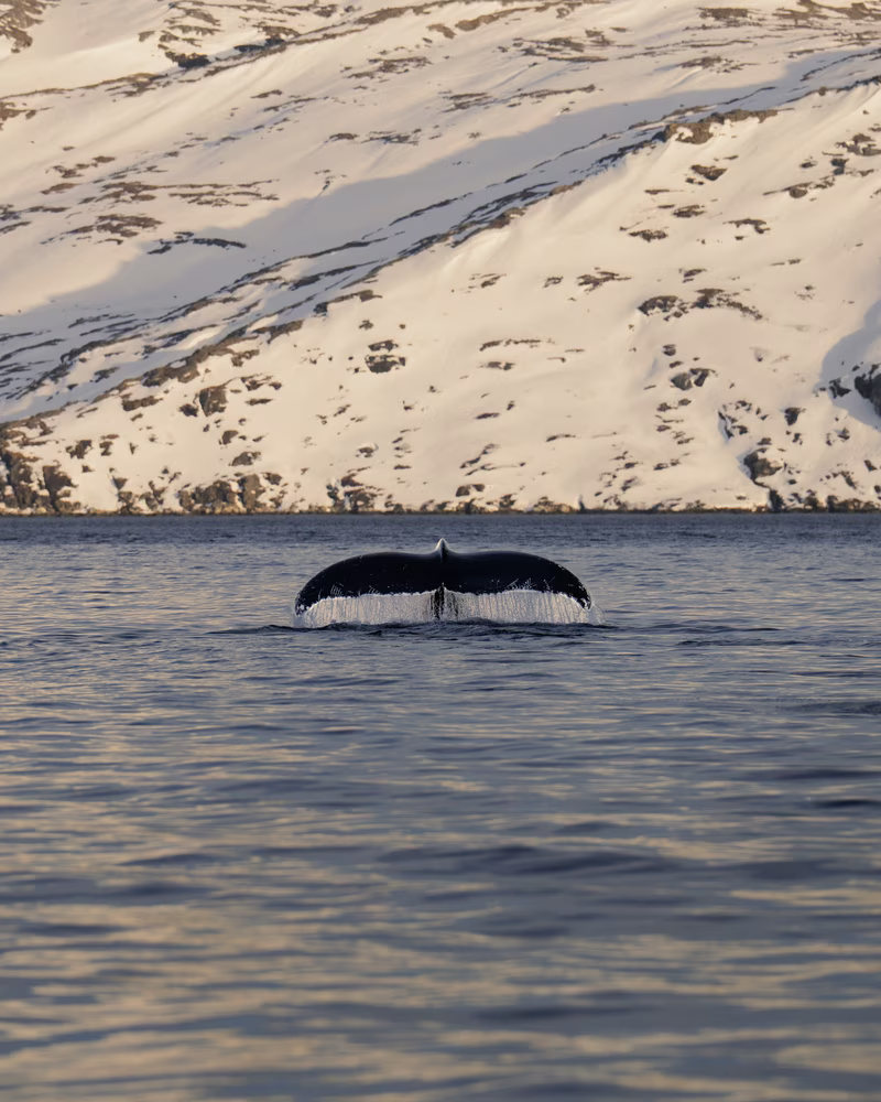 Tail of a whale breaking the water surface with snow-covered mountains in the background.