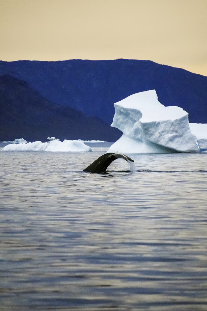 Whale tail lifting out of cold ocean water near floating icebergs with mountain backdrop.