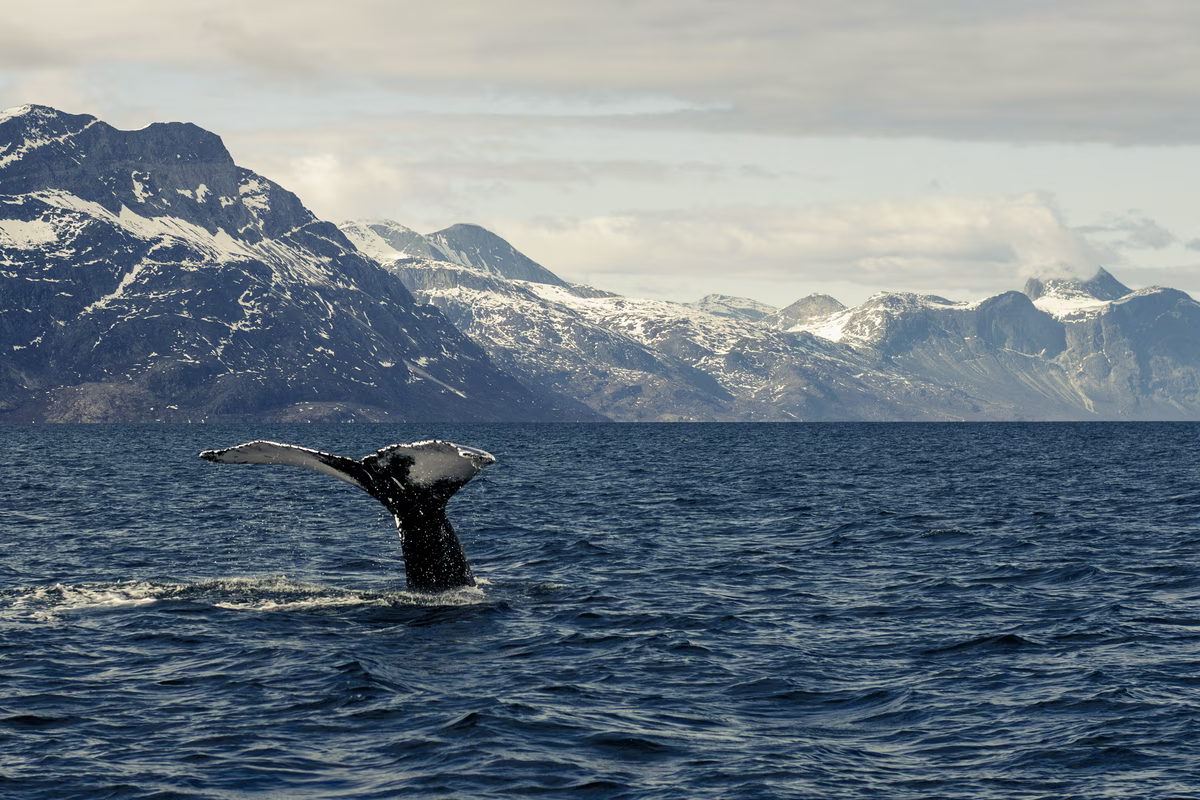 Whale tail rising from ocean with snowy mountains in the background under a cloudy sky.