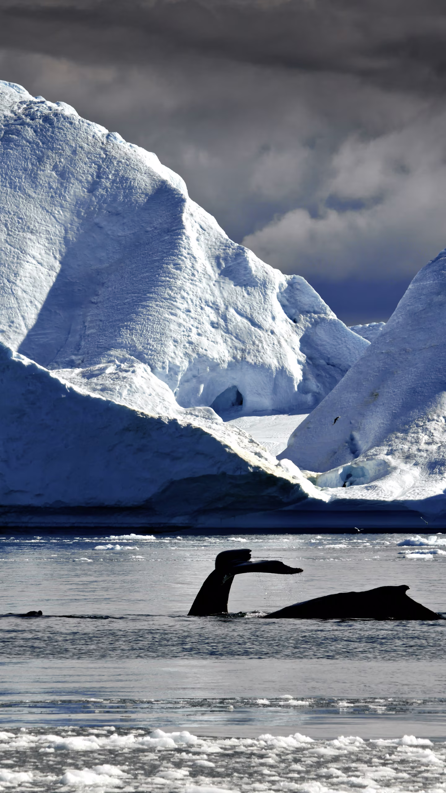 Whale tail raised above icy water with large blue iceberg and cloudy sky in the background.