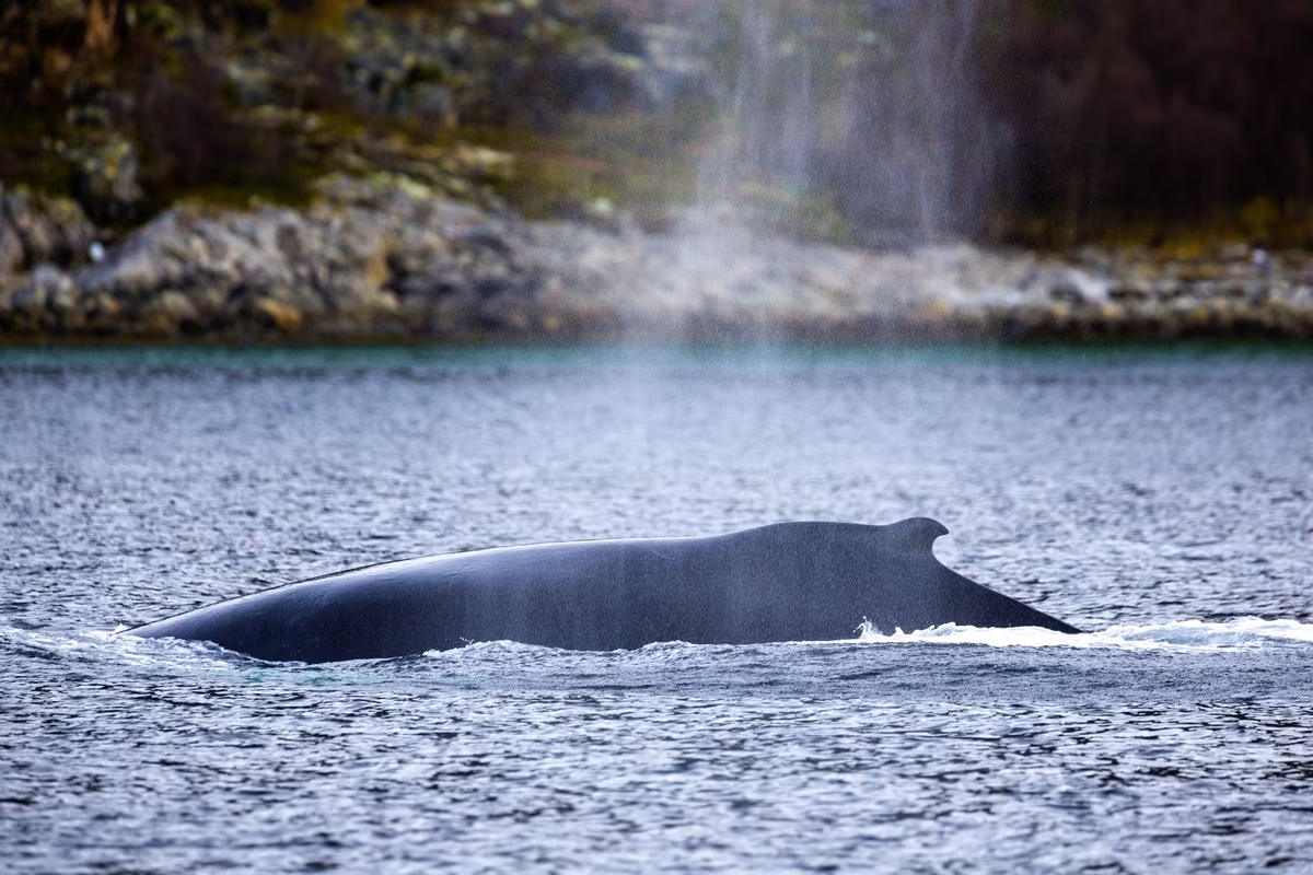 Humpback whale surfacing with water spray near rocky shoreline in calm ocean water.