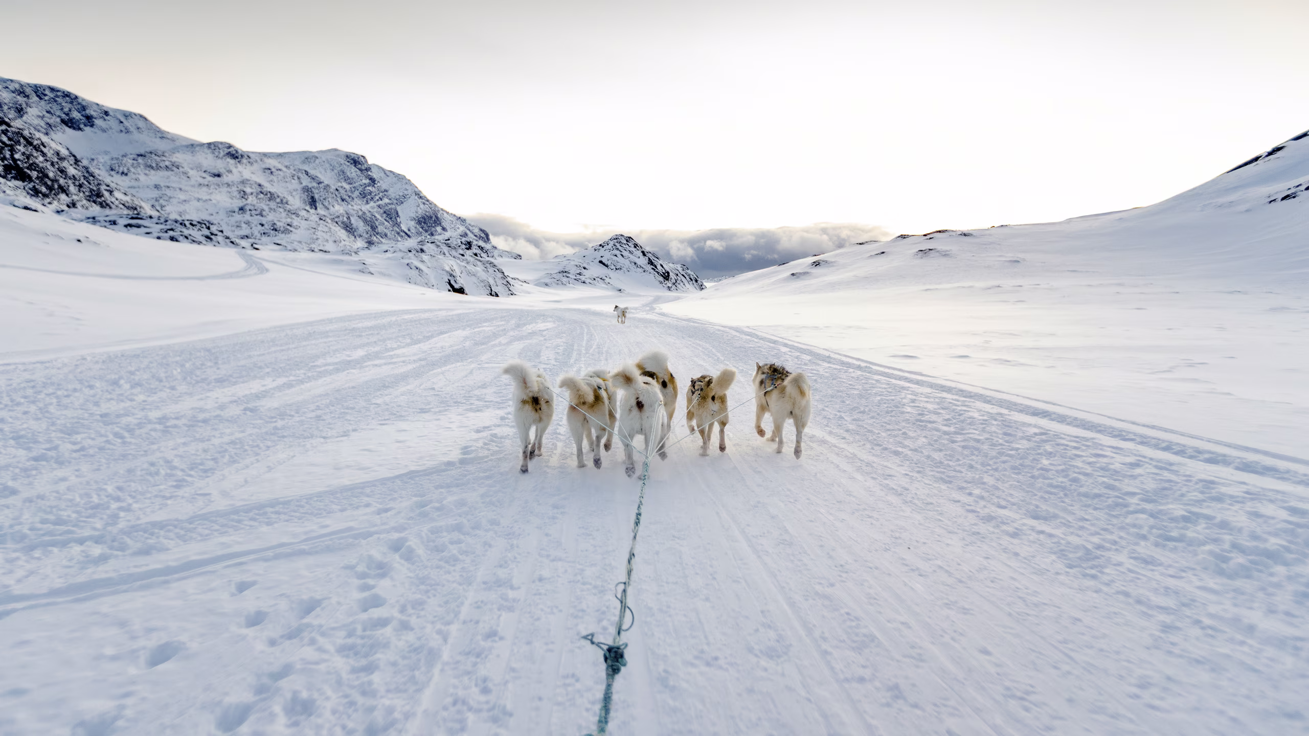 A team of sled dogs running on a snowy trail in a mountainous winter landscape.