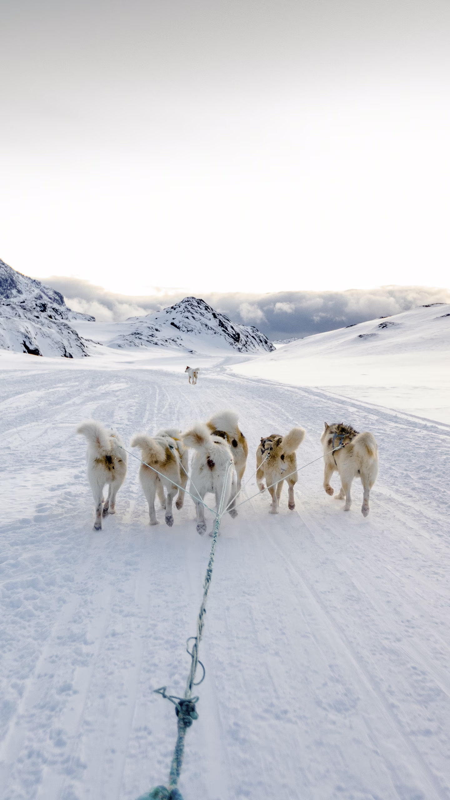 Six sled dogs pulling a sled on a snowy path in a mountainous winter landscape.