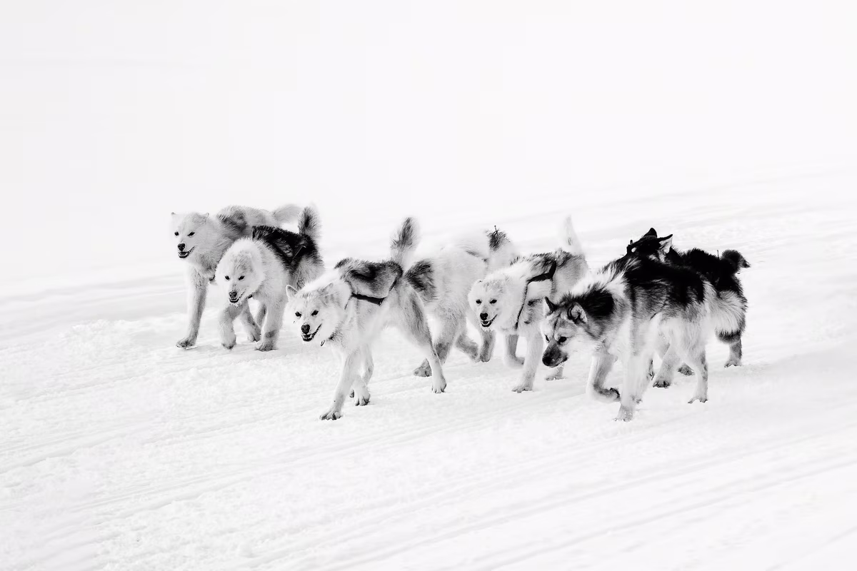 A team of six sled dogs walking on snow, wearing harnesses.