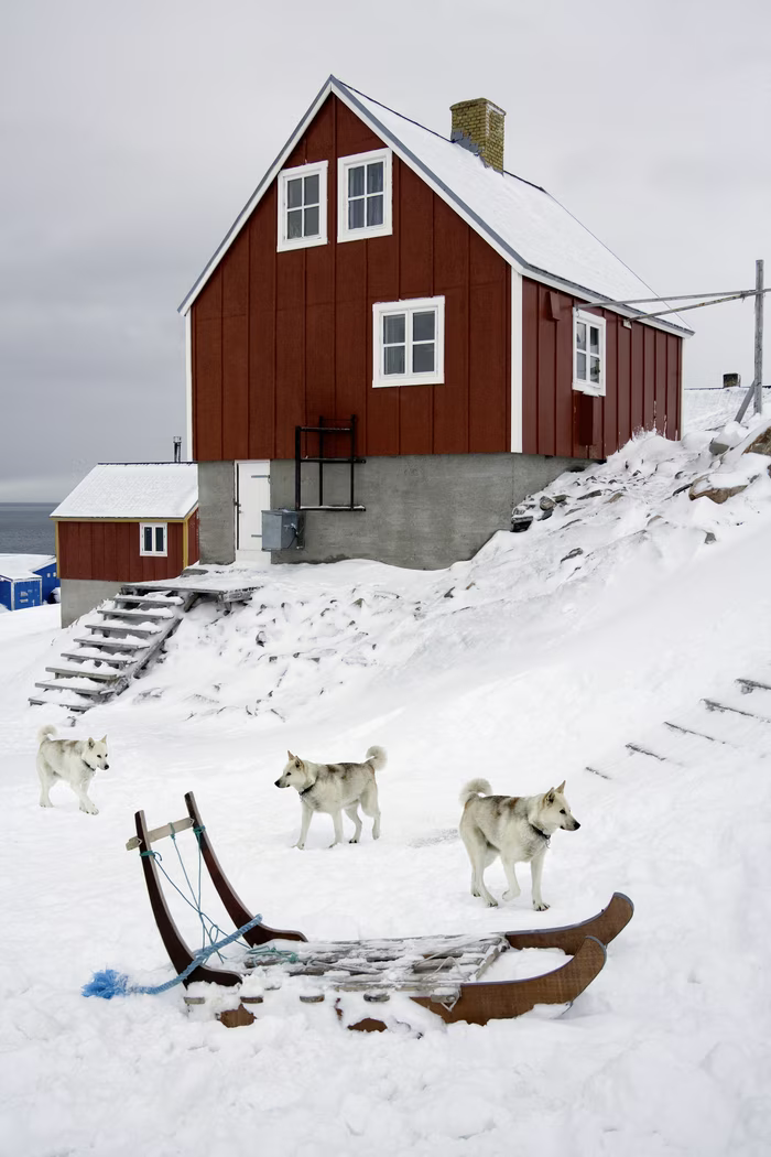 Three huskies near a traditional wooden sled in snowy terrain by a red house with white trim.