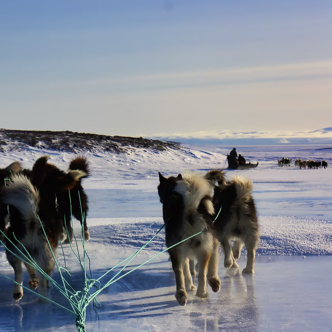 Sled dogs pulling a sled on icy snow with another sled team visible in the distance.