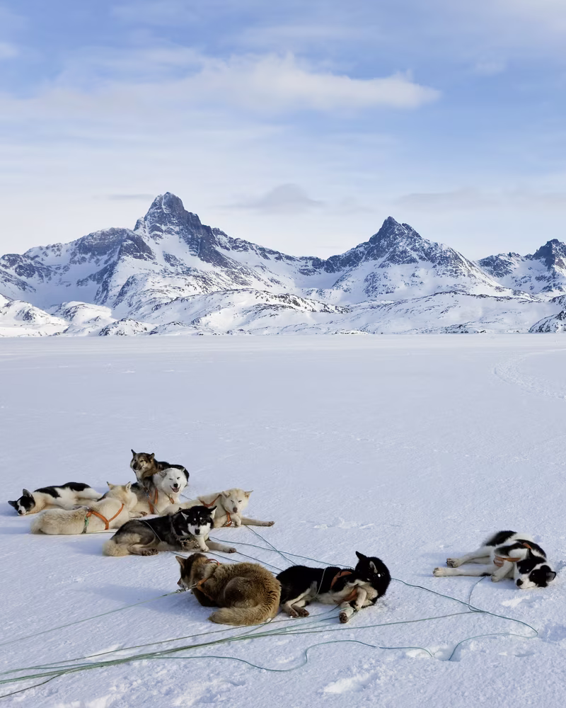 Sled dogs resting on snow with snowy mountain peaks and cloudy sky in the background.