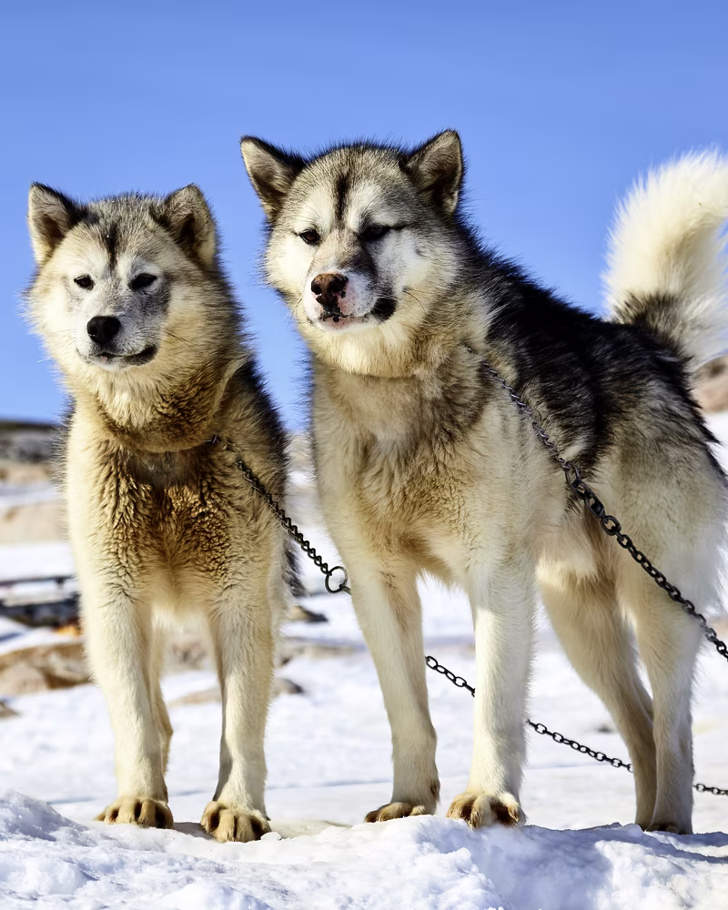 Two Alaskan husky dogs standing on snow, tethered with chains under a clear blue sky.