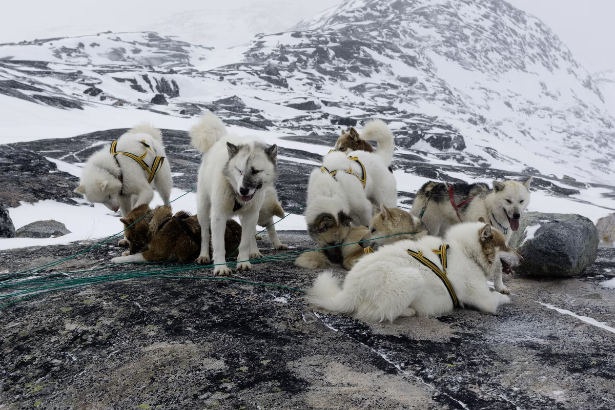 Pack of sled dogs resting on rocky snowy terrain with mountainous snowy background.