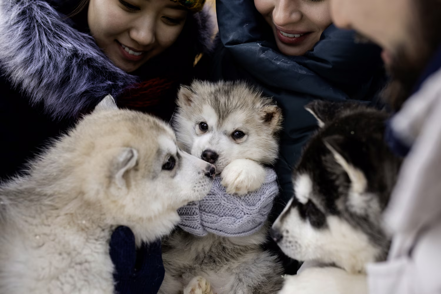 Three husky puppies surrounded by three people smiling and wearing winter clothes.