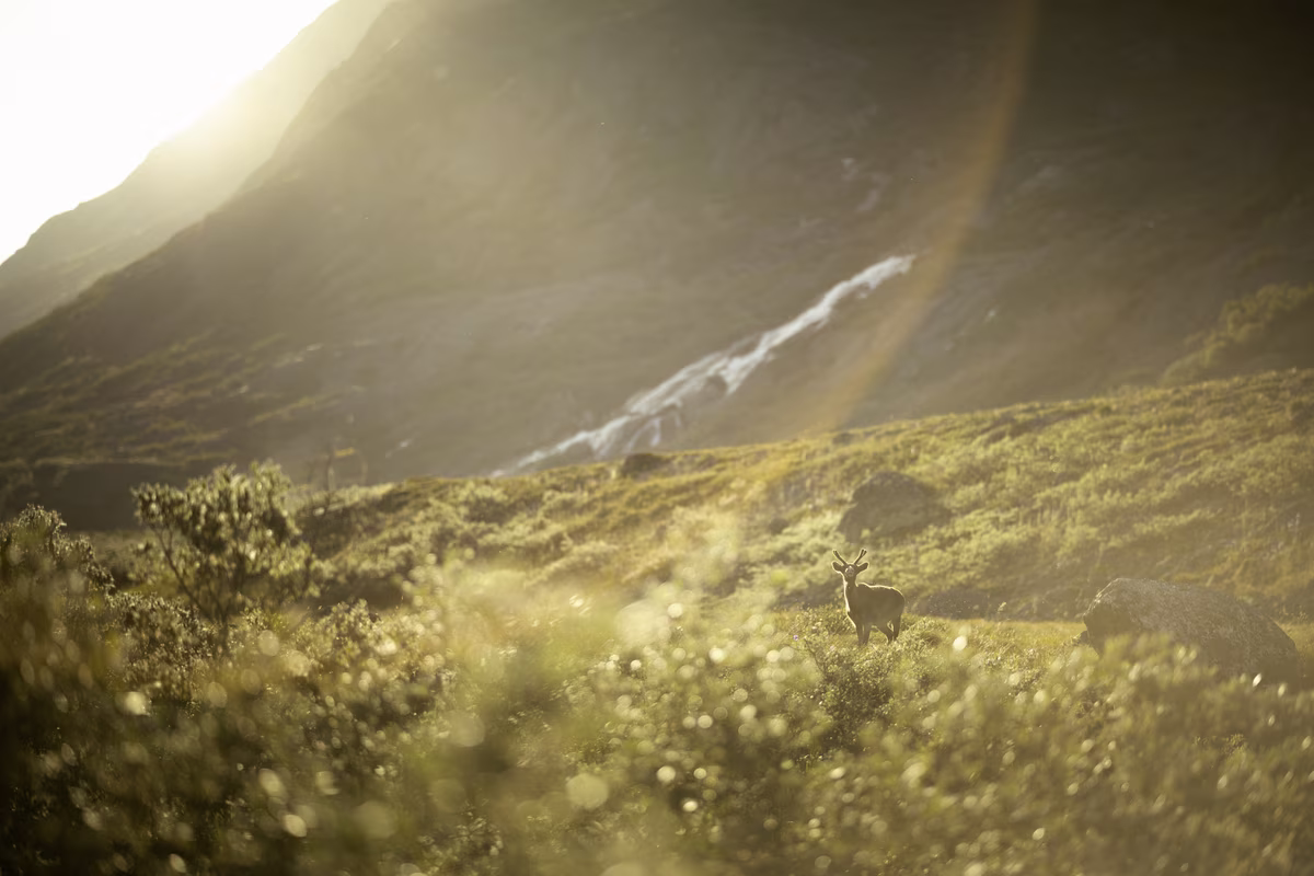 A lone deer stands on a sunlit grassy hill with a mountain and waterfall in the background.