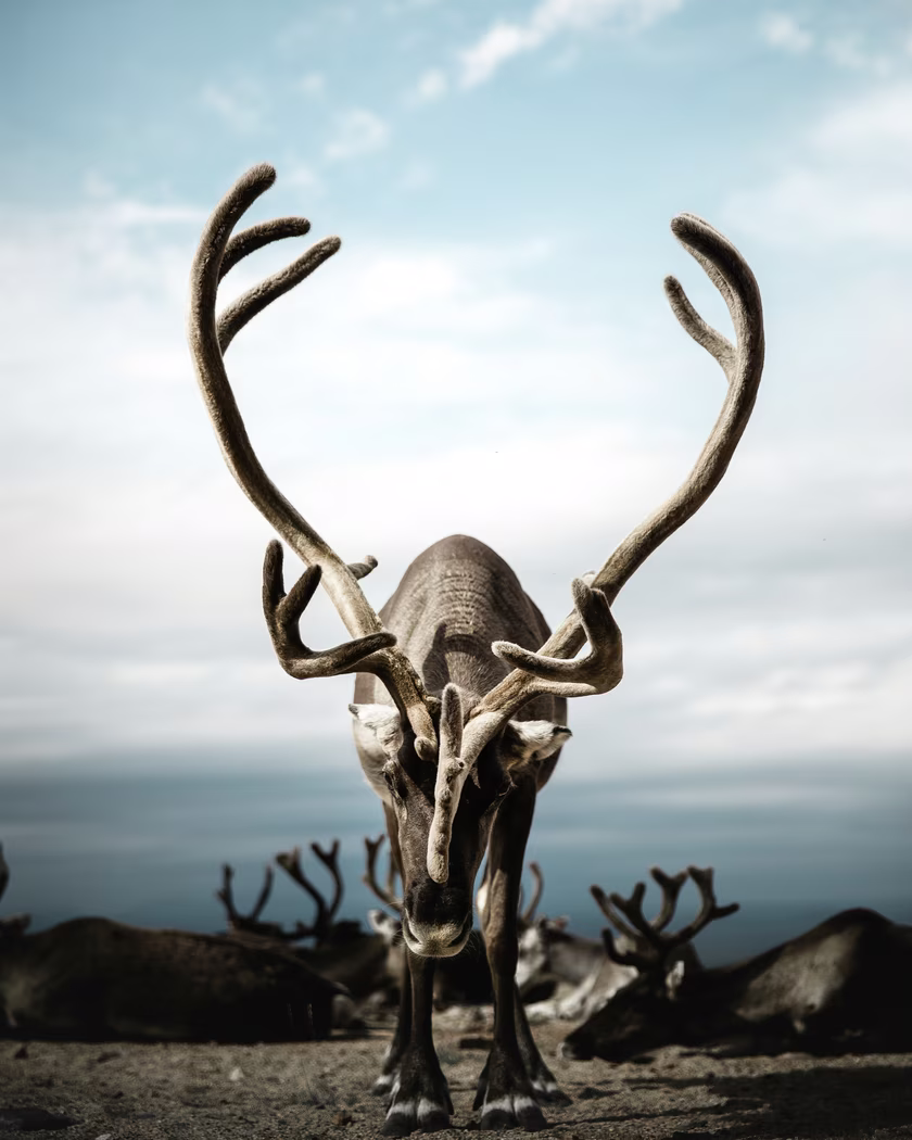 Reindeer with large antlers standing on dirt with other reindeer lying down in the background.