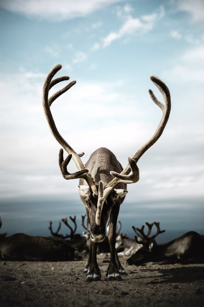 Reindeer with large antlers standing on dirt ground under a cloudy sky with others resting in the background.