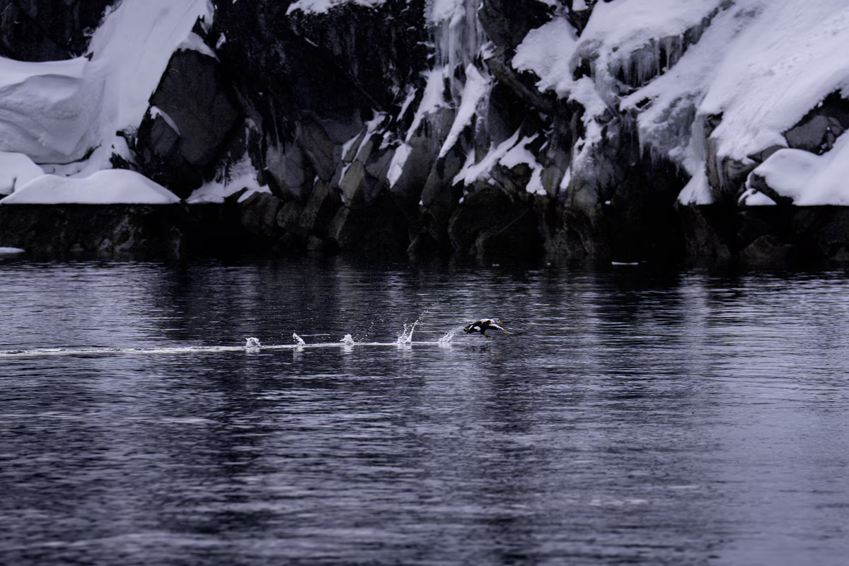 A bird skims the surface of icy water near snow-covered rocky cliffs.