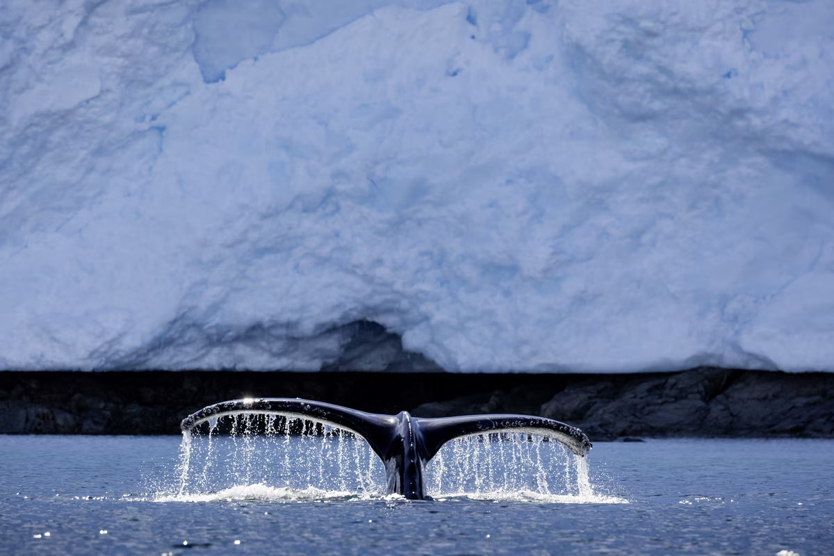Whale tail splashing water in cold ocean near a large iceberg and rocky shore.