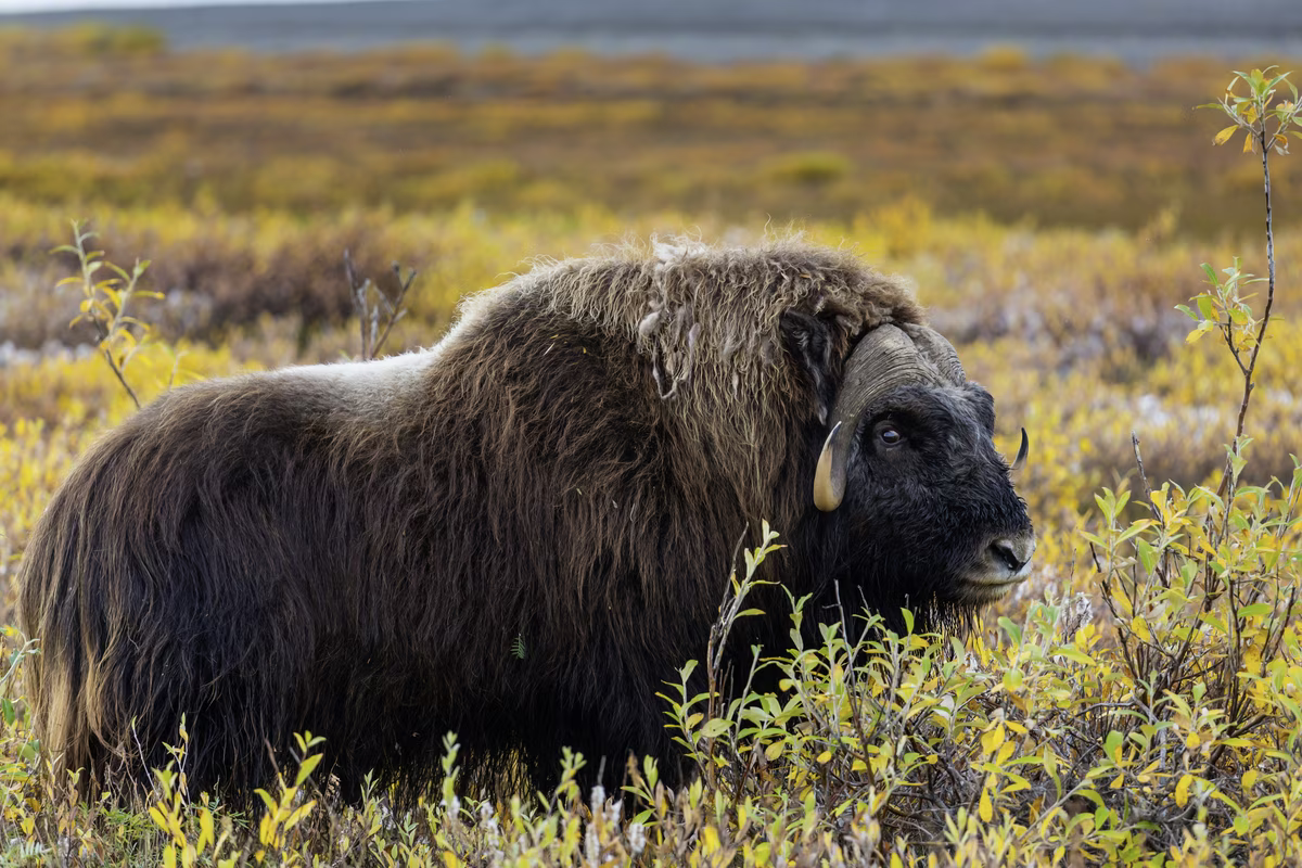Side view of a musk ox with thick fur standing in yellow-green tundra vegetation.