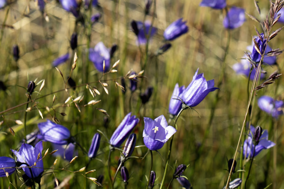 Close-up of purple bellflowers blooming in a sunlit grassy field.