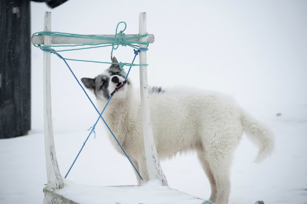 White and gray dog biting blue rope on a snowy wooden frame outdoors.