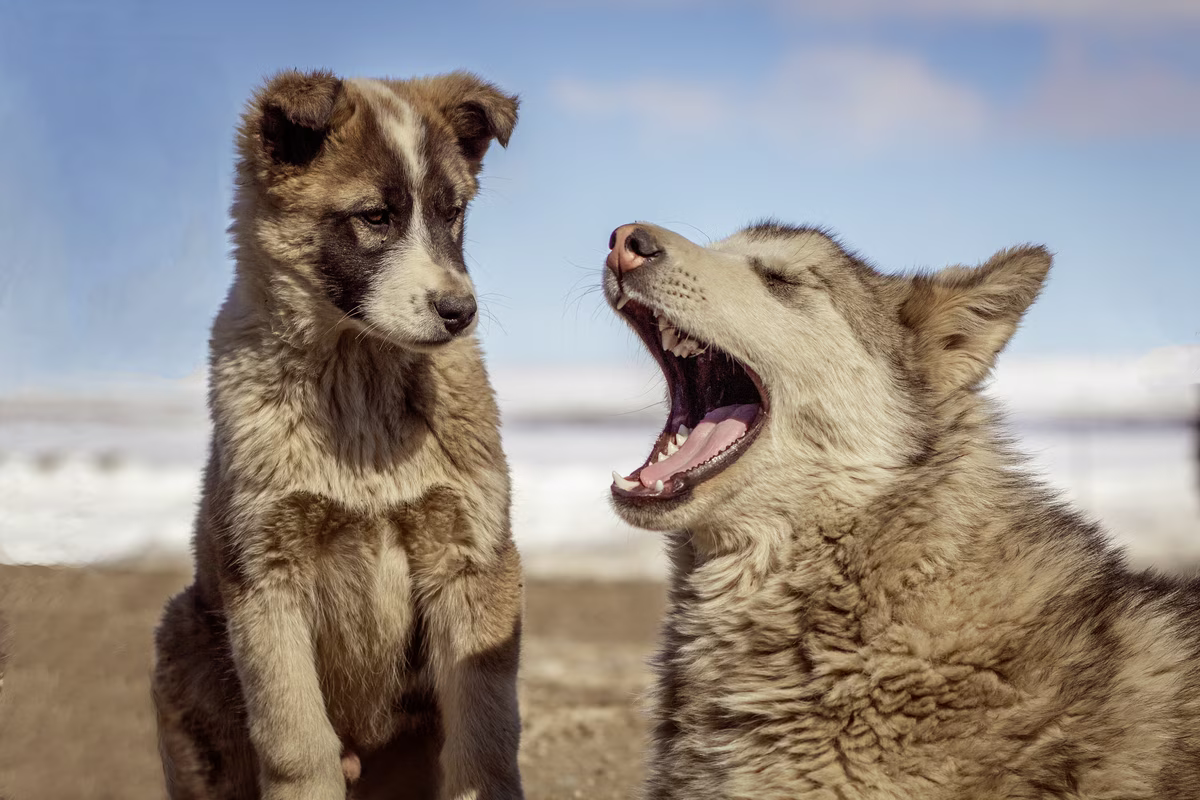 Two fluffy dogs outdoors, one sitting calmly and the other with mouth wide open as if yawning.