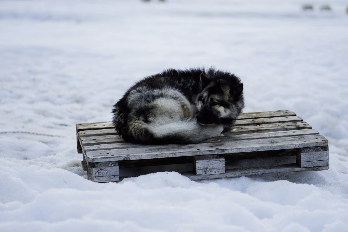 Black and white dog curled up on a wooden pallet lying in the snow.
