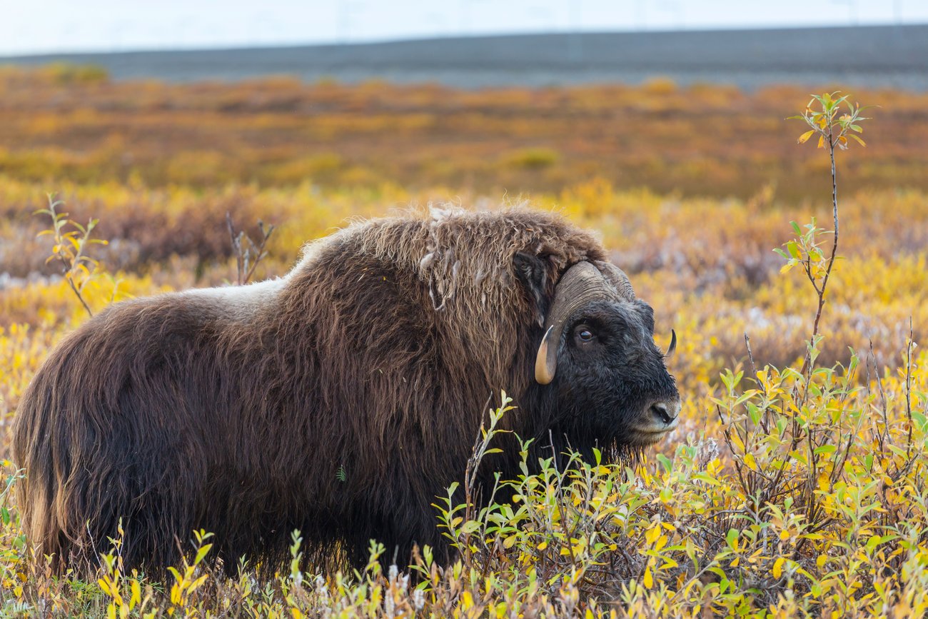Musk ox standing in autumn tundra with yellow and orange shrubs in the background.