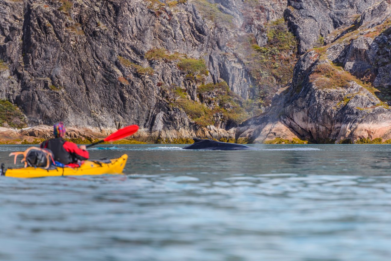 Person in a yellow kayak paddling near a whale spouting water by rocky shore cliffs.