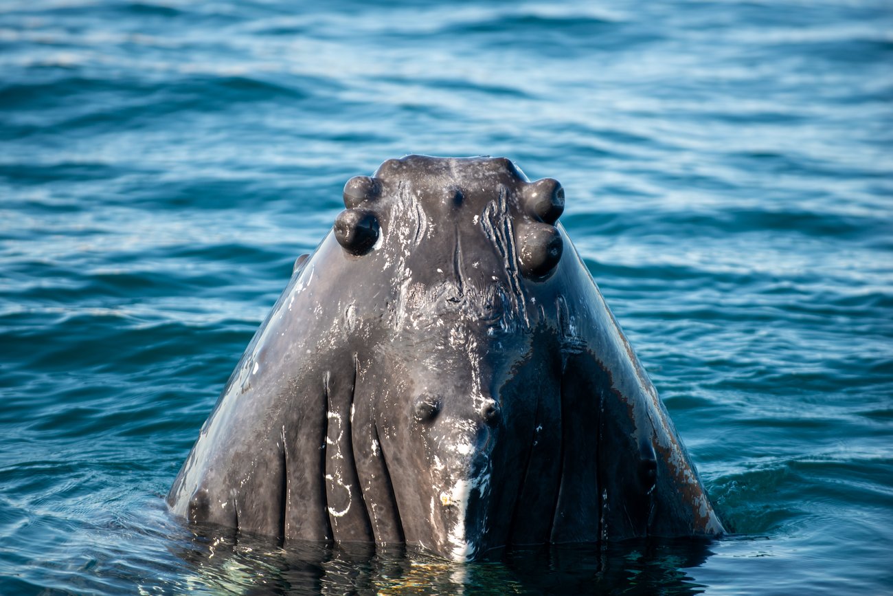 Close-up of a whale's head emerging from ocean water with barnacles on its skin.