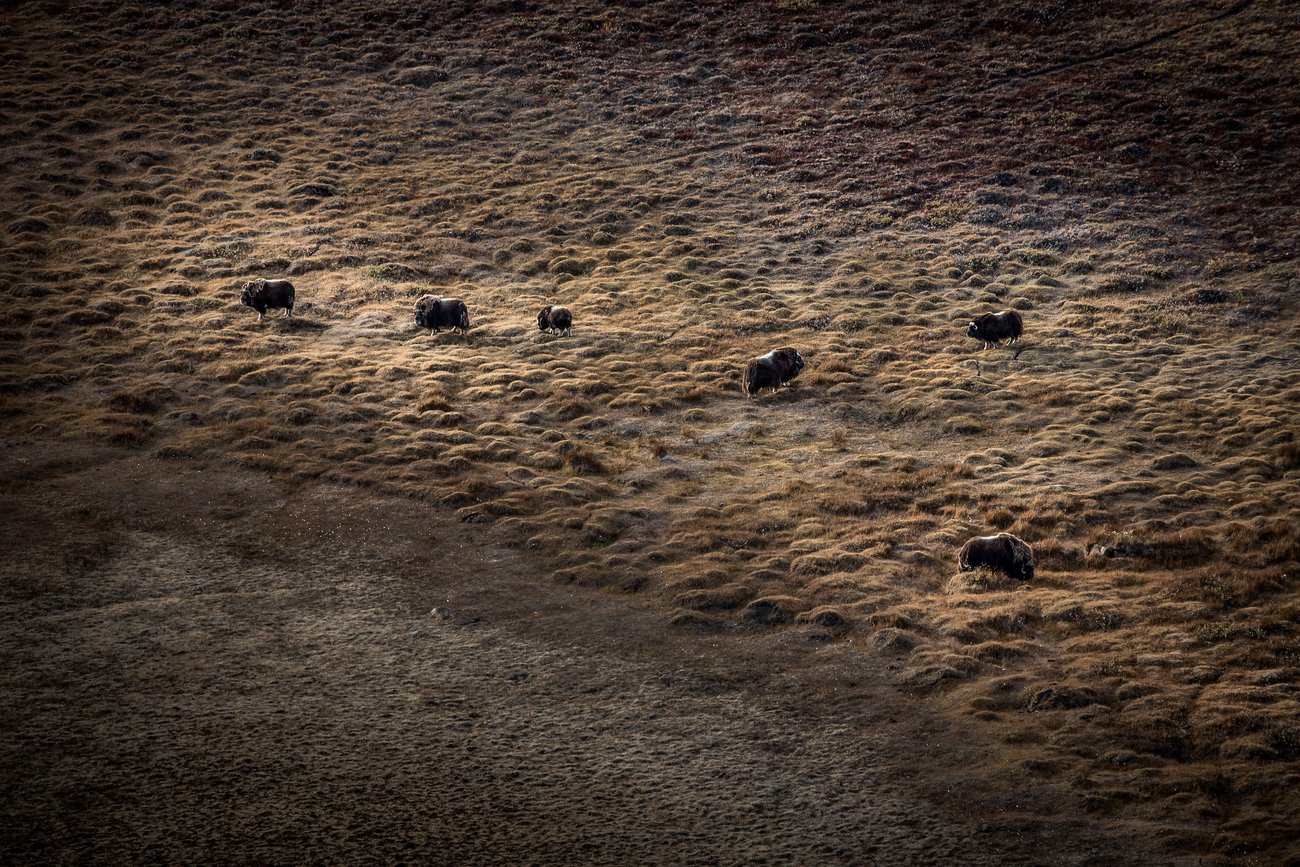 Herd of musk oxen spaced out, grazing on brown grassy tundra under dim light.