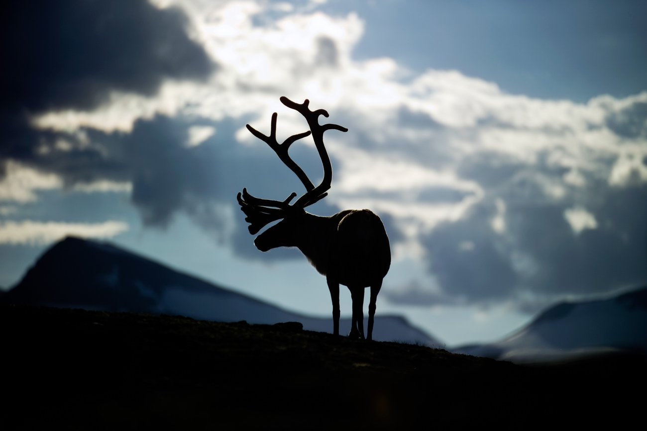 Silhouette of a reindeer with large antlers against a cloudy sky and mountain background.