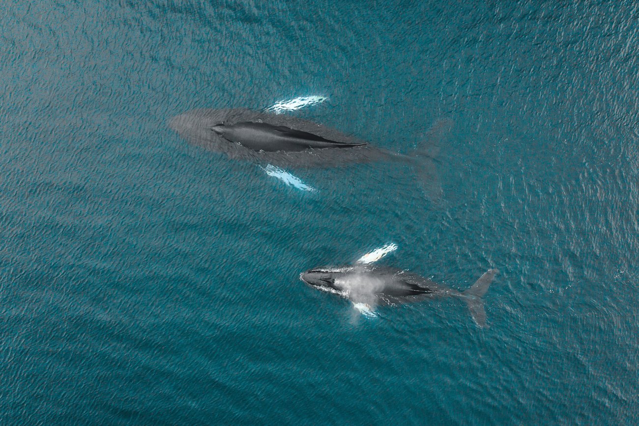 Aerial view of two whales swimming in clear blue ocean water near the surface.