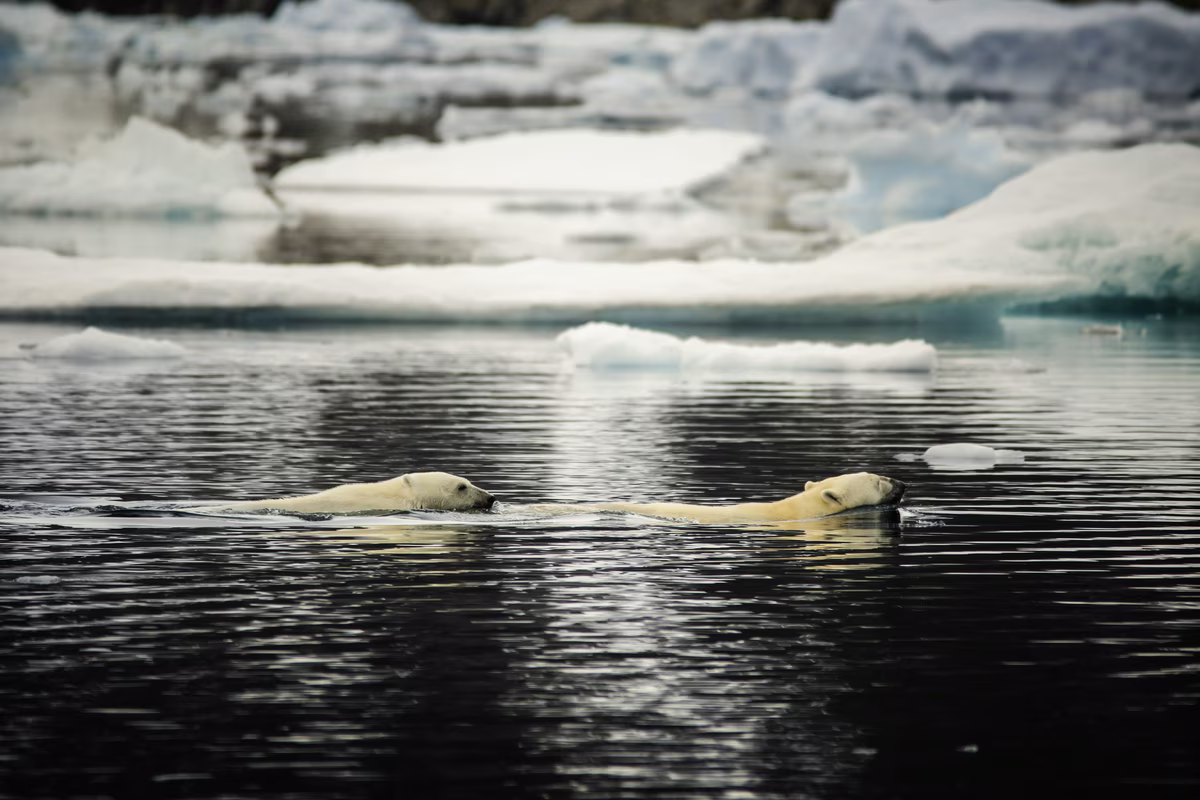 Two polar bears swimming side by side in icy Arctic waters near floating ice chunks.