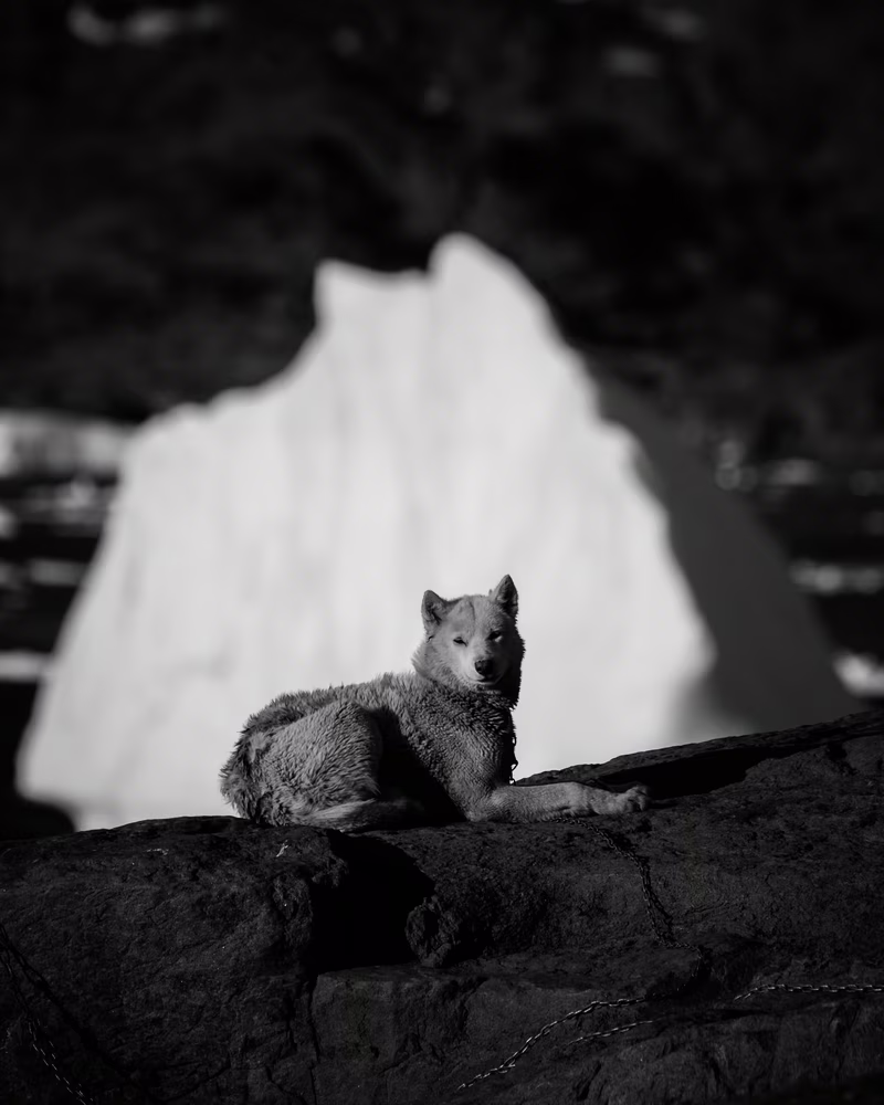 Wolf resting on a rock with a blurred white mountain in the background in black and white.