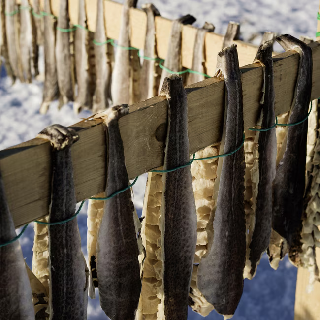 Rows of fish hanging on wooden racks to dry against a snowy background.