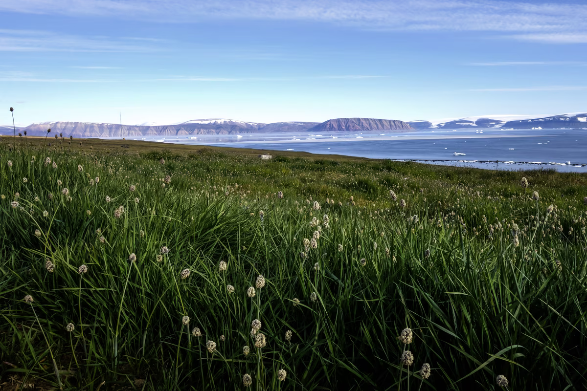Grassy tundra with flowering plants by a calm sea with floating ice and distant snowy mountains.