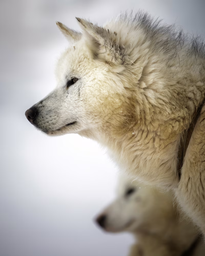 Close-up of two white wolves facing left with blurred background.