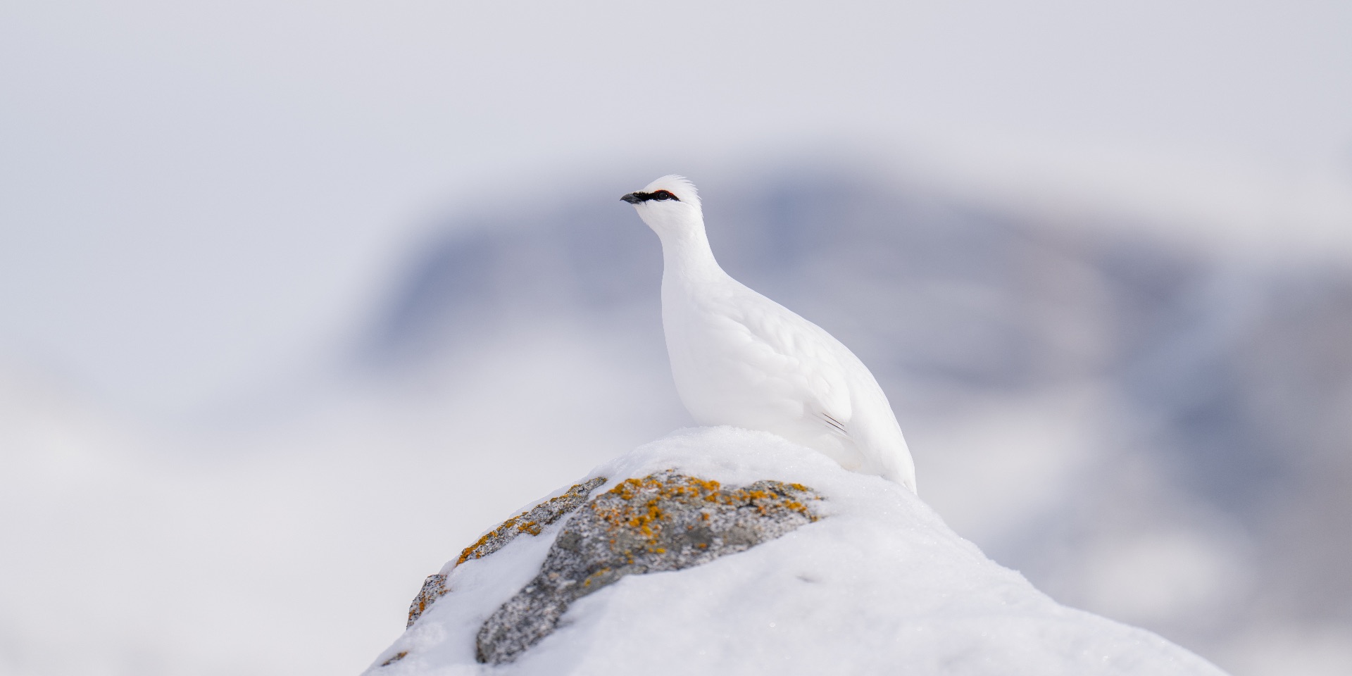 Rock Ptarmigan Hunting