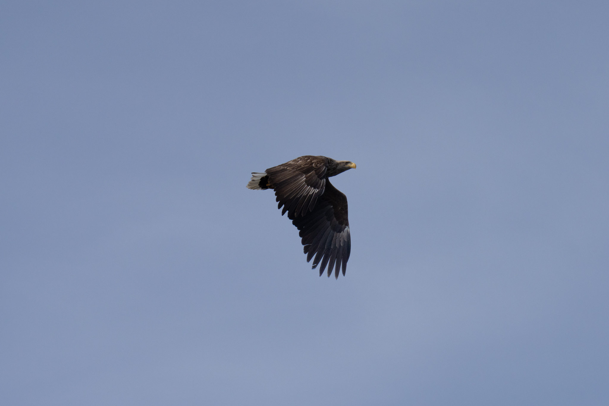Arctic Wildlife Photography