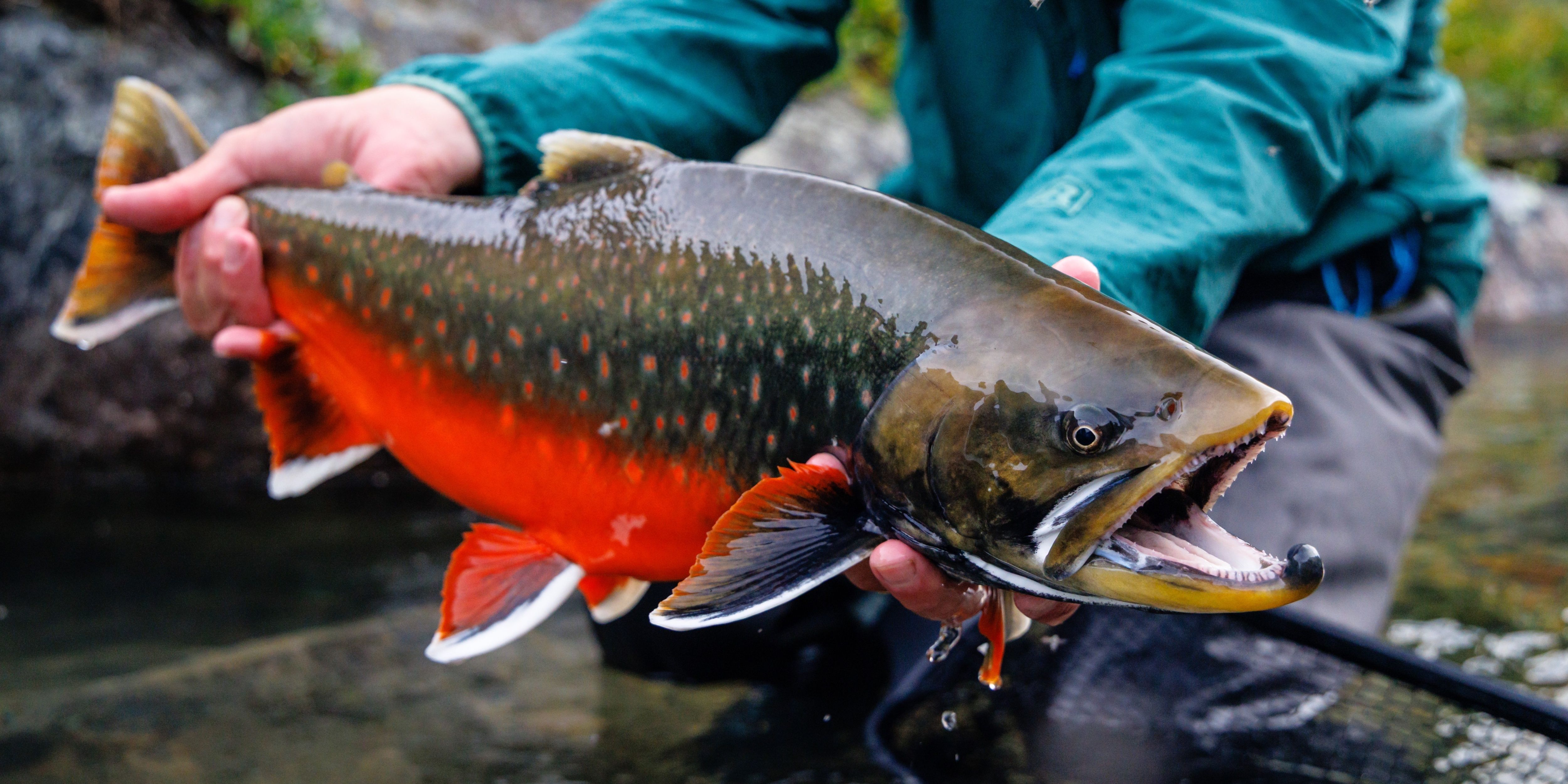 Fly Fishing Day Tour