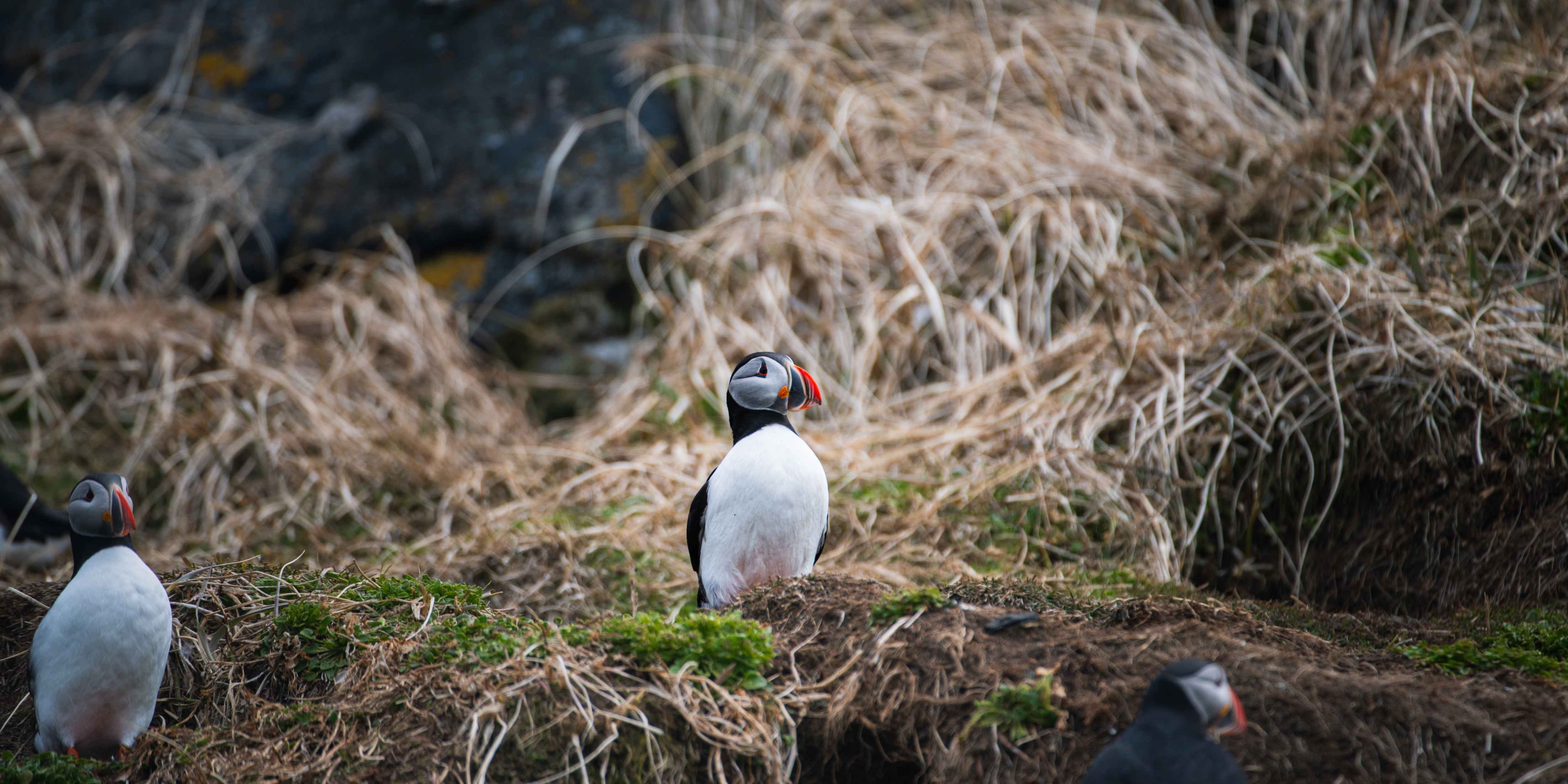 Atlantic Puffin Island